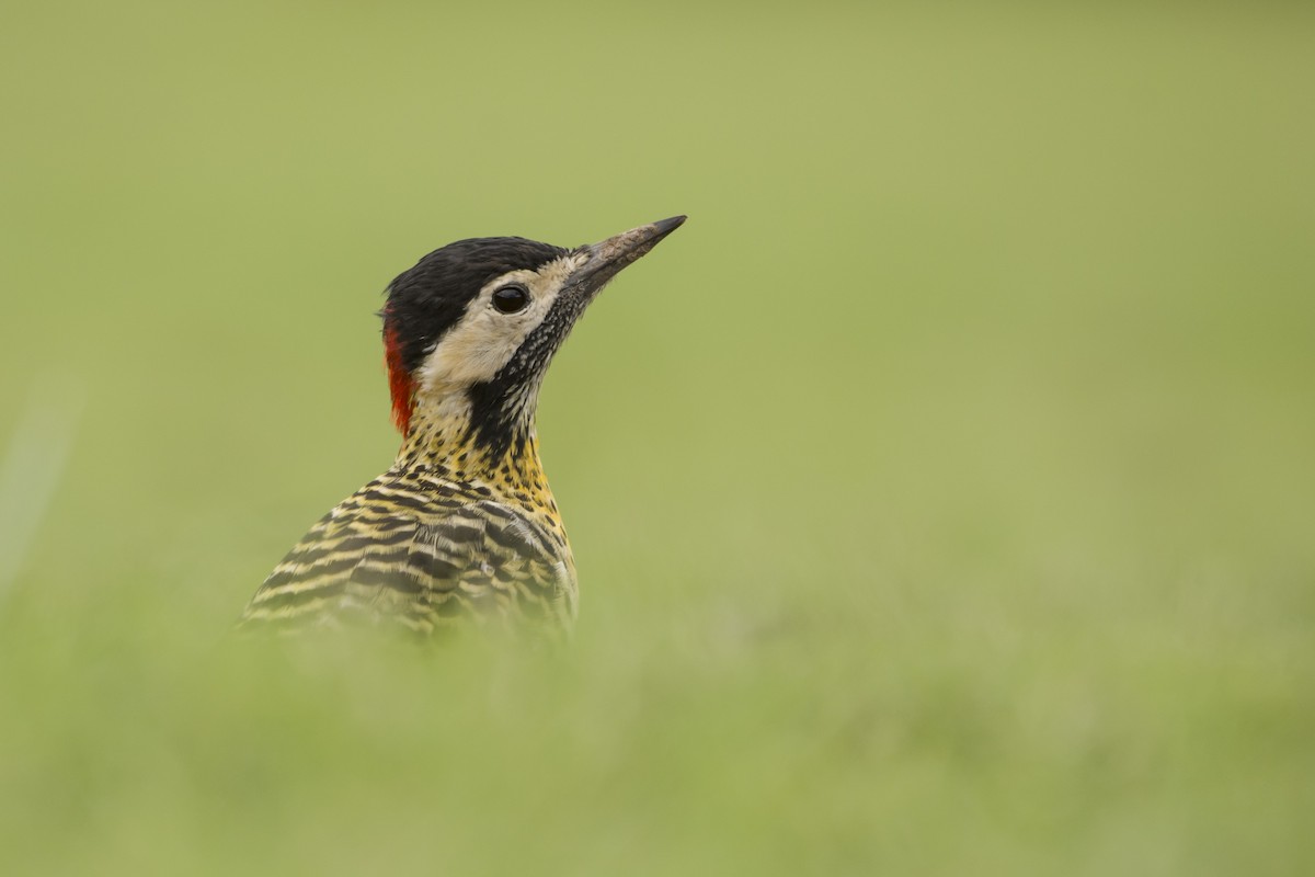 Green-barred Woodpecker - ML413689091
