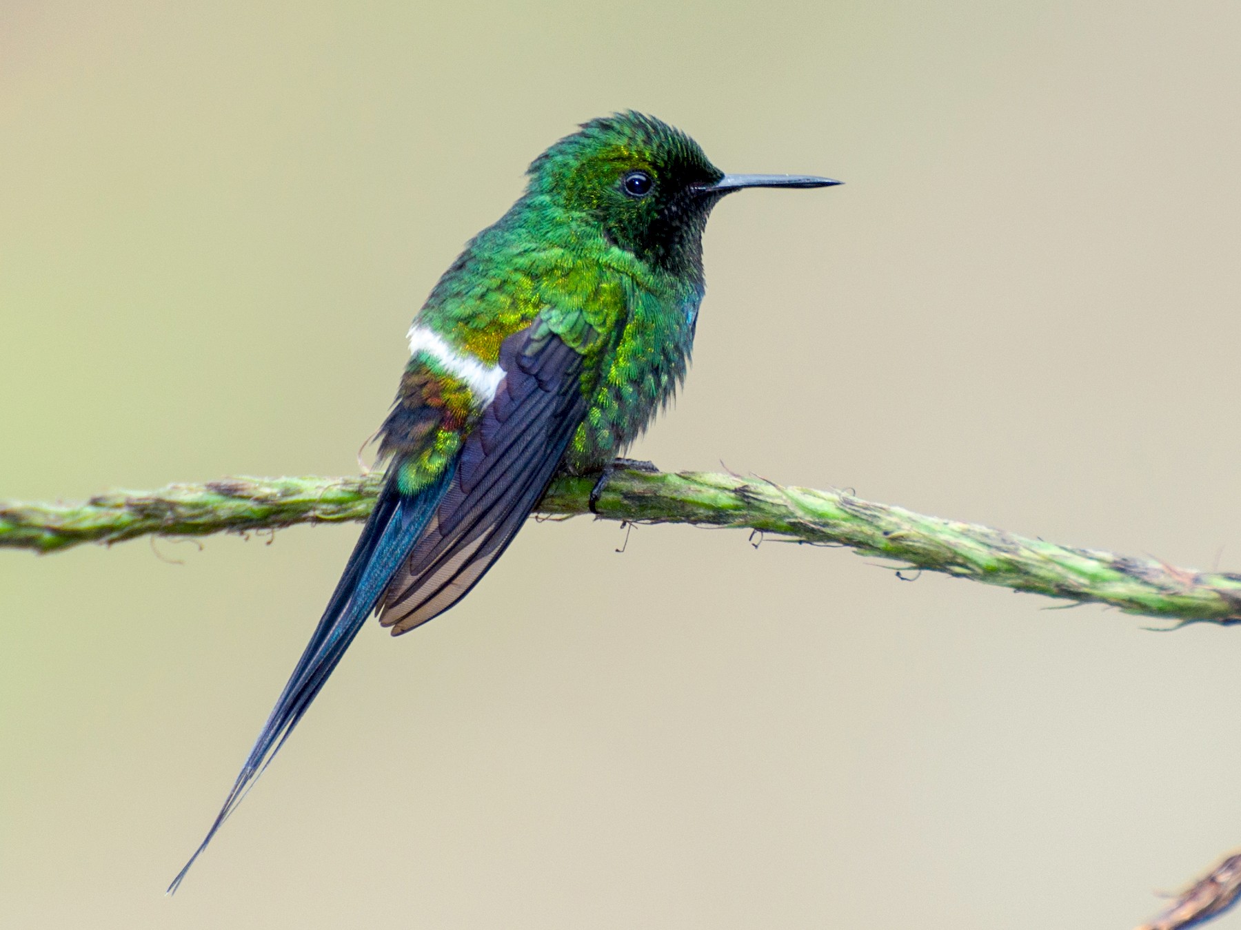 Green Thorntail - Nic Allen