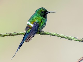  - Green Thorntail