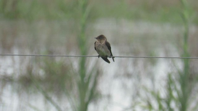 Southern Rough-winged Swallow - ML413695831