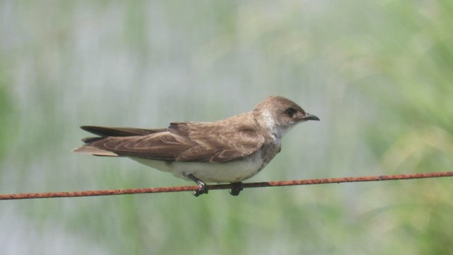 Brown-chested Martin - ML413695901