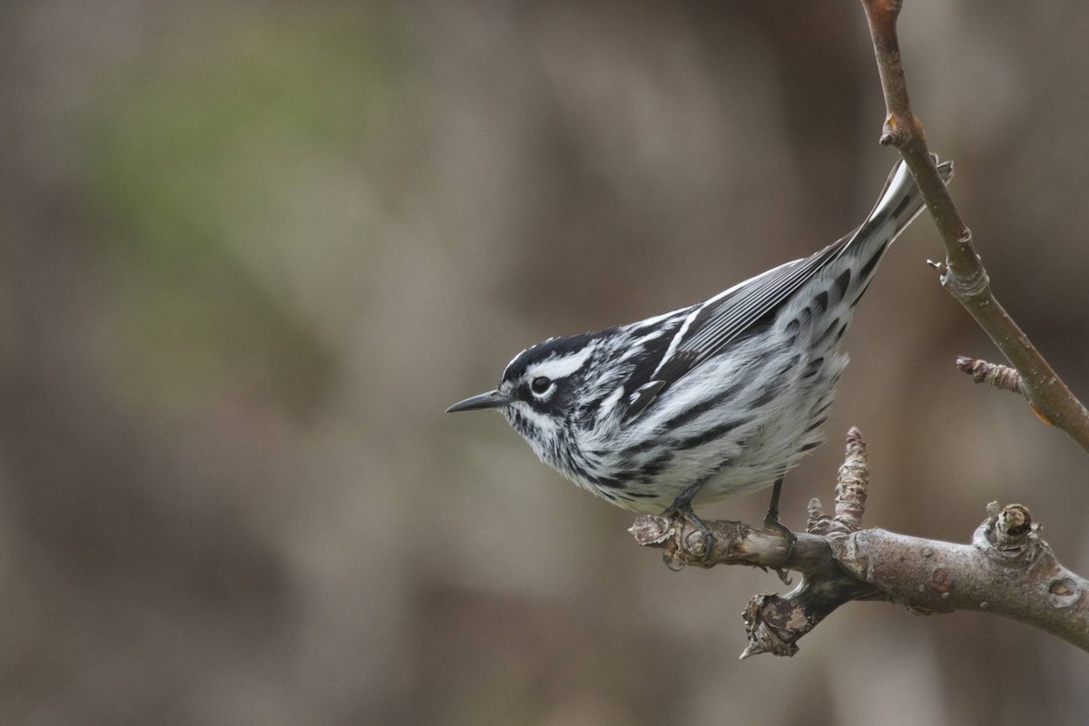 Black-and-white Warbler - ML41369771