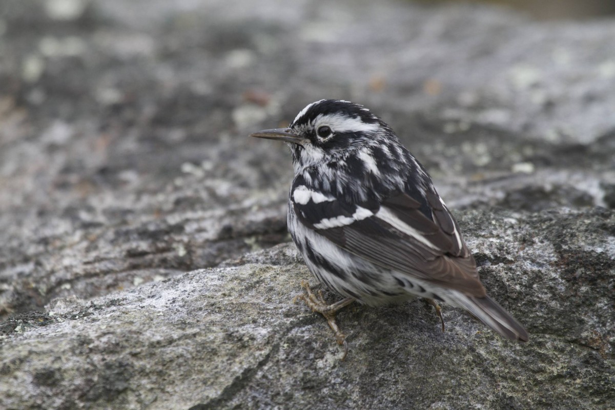 Black-and-white Warbler - ML41369791