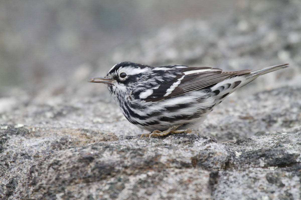 Black-and-white Warbler - ML41369811