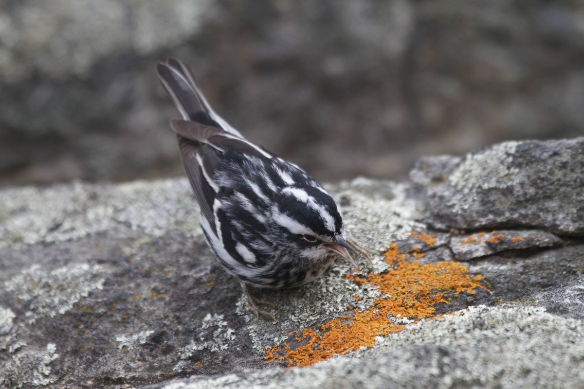 Black-and-white Warbler - ML41369821