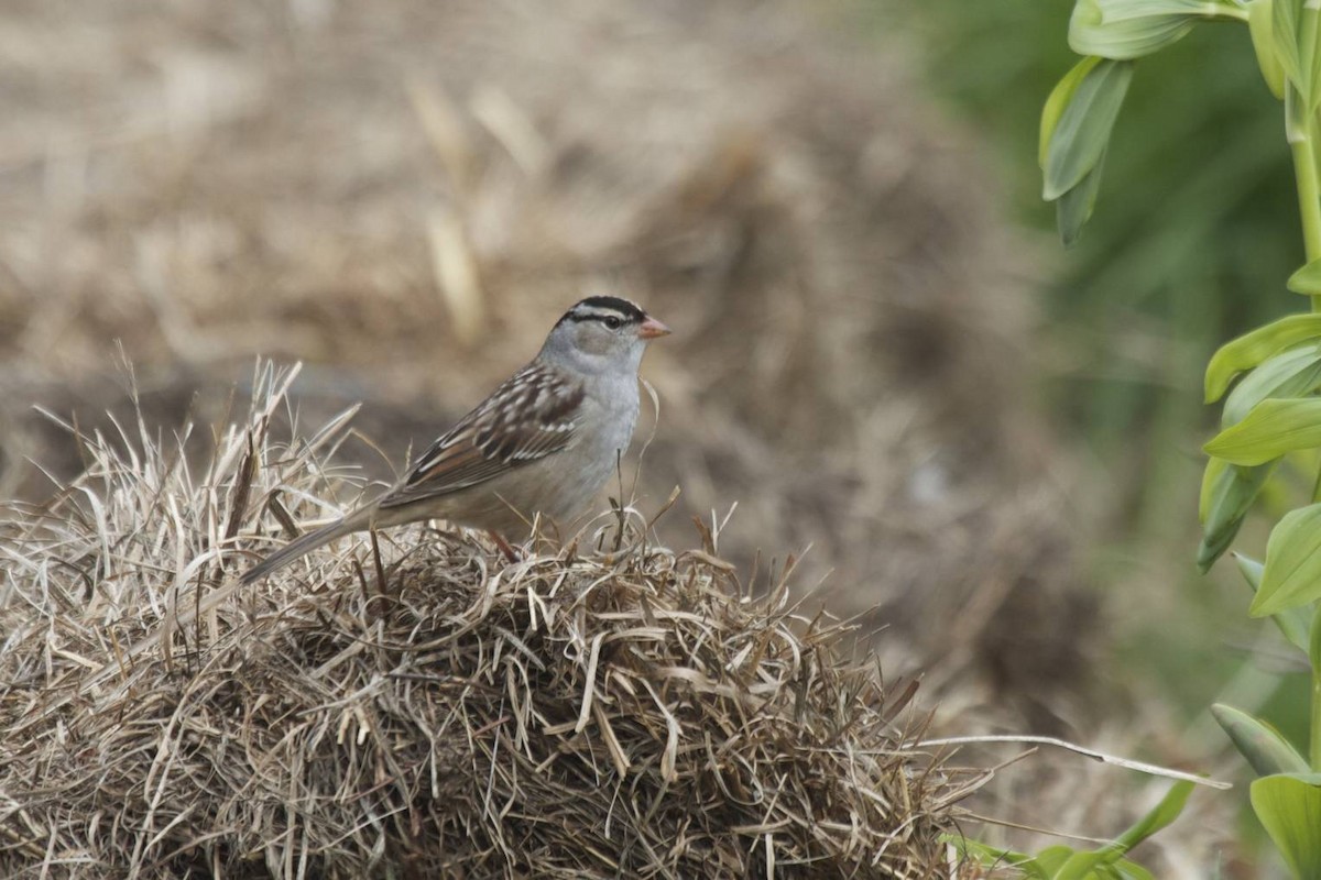 White-crowned Sparrow (leucophrys) - ML41369841