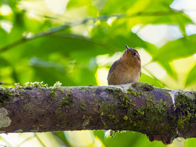 Ochraceous Wren - Louise Auclair