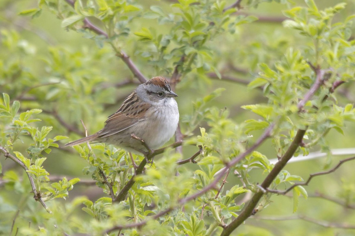 Swamp Sparrow - ML41369921