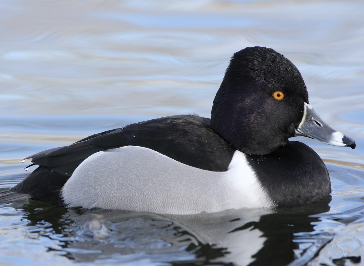 Ring-necked Duck - ML413701171