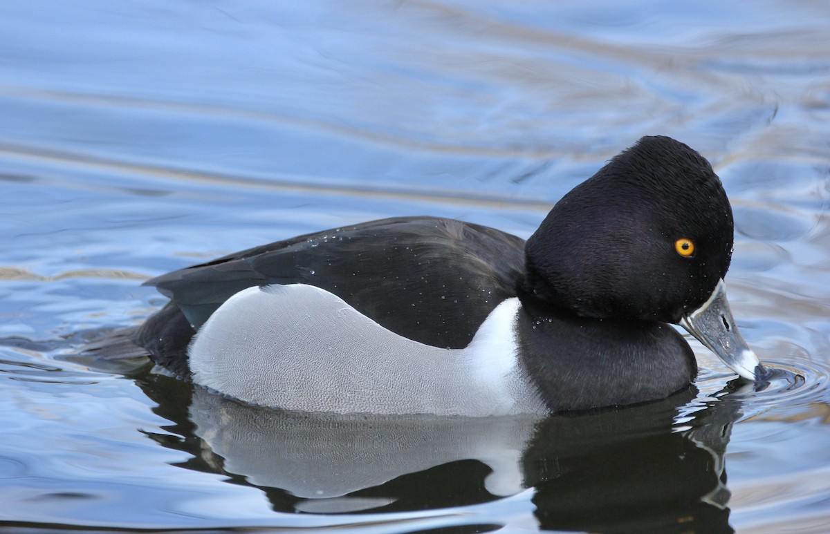 Ring-necked Duck - ML413701191