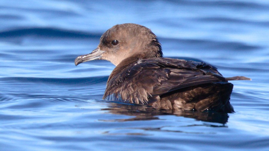 Short-tailed Shearwater