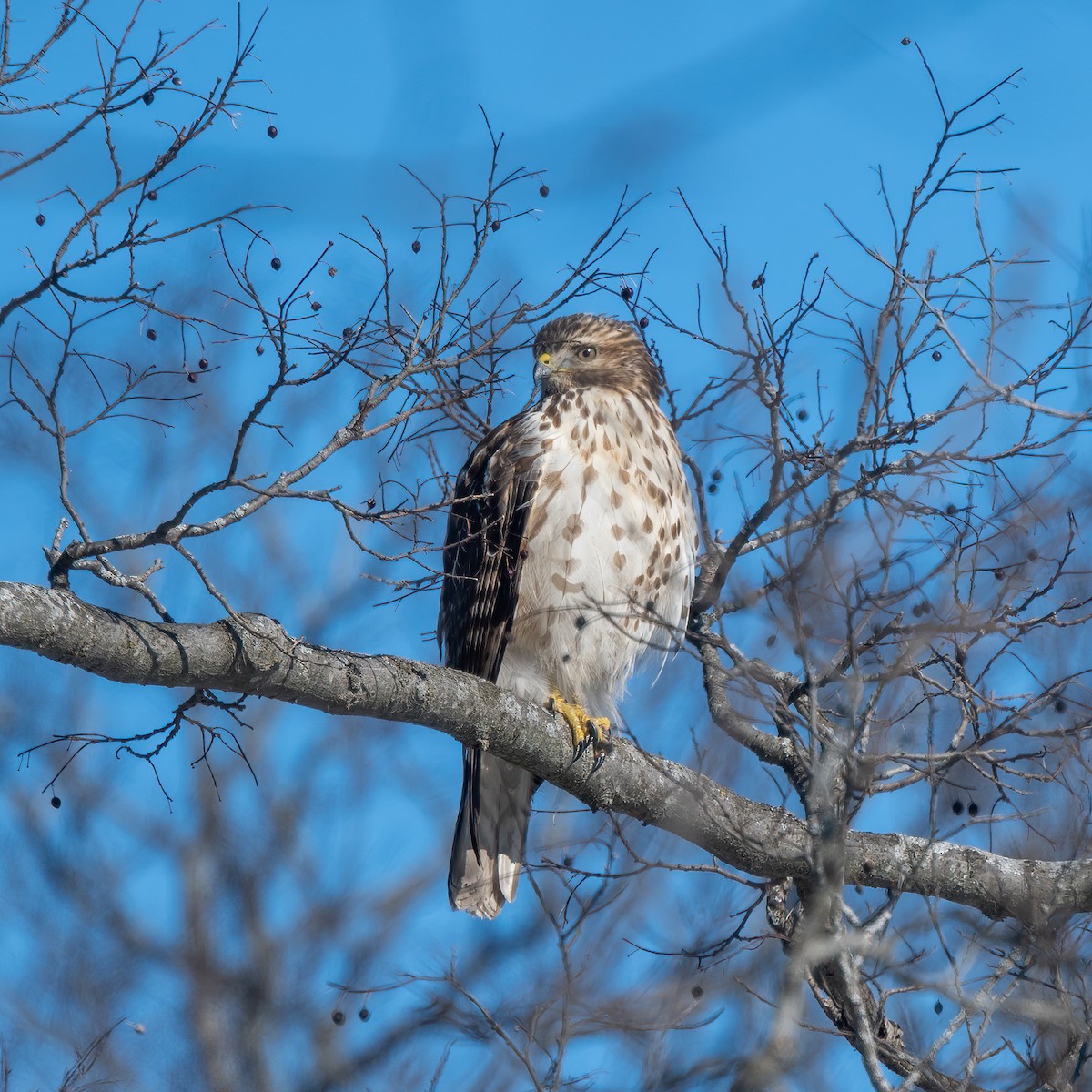 eBird Checklist - 6 Feb 2022 - Point Pelee NP--DeLaurier Homestead ...