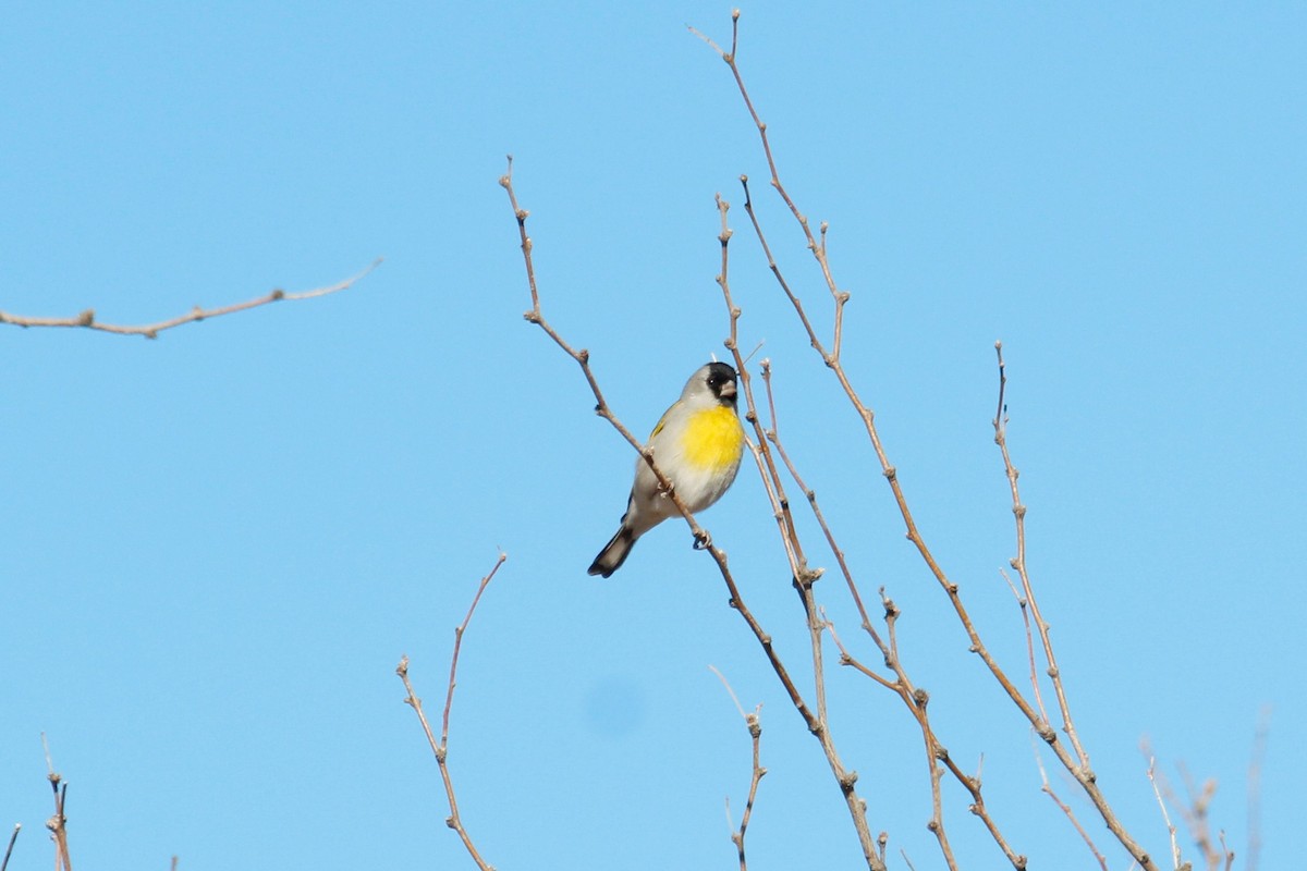 Lawrence's Goldfinch - ML413707331
