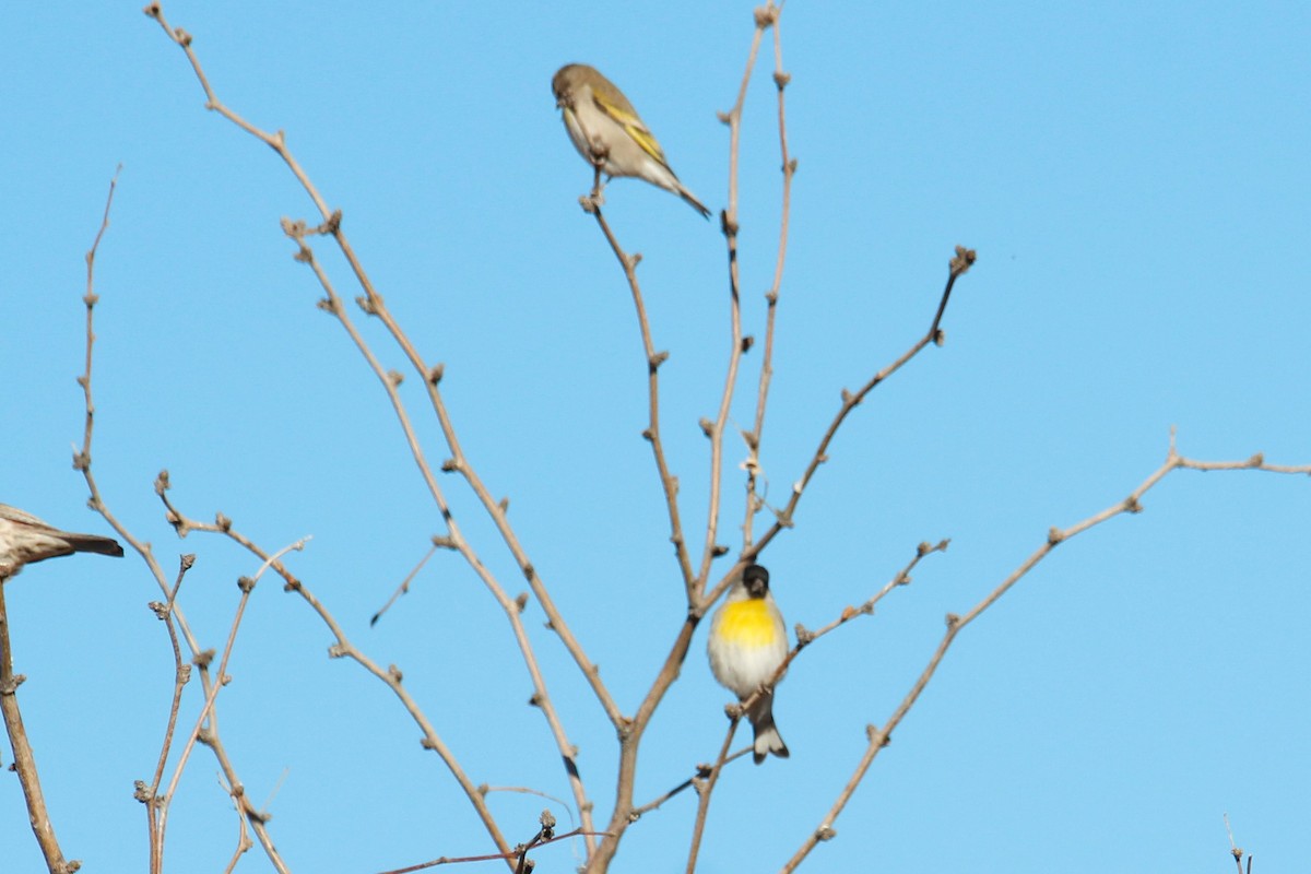 Lawrence's Goldfinch - ML413707341
