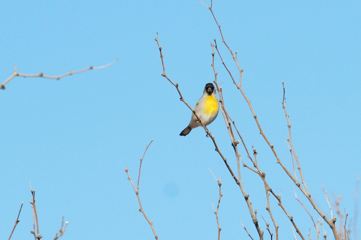 Lawrence's Goldfinch - ML413707371
