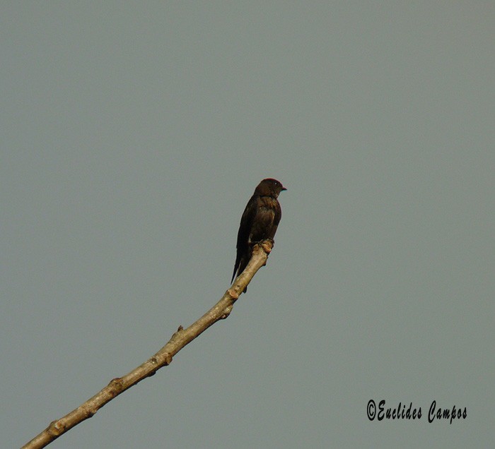 White-thighed Swallow - ML41370851