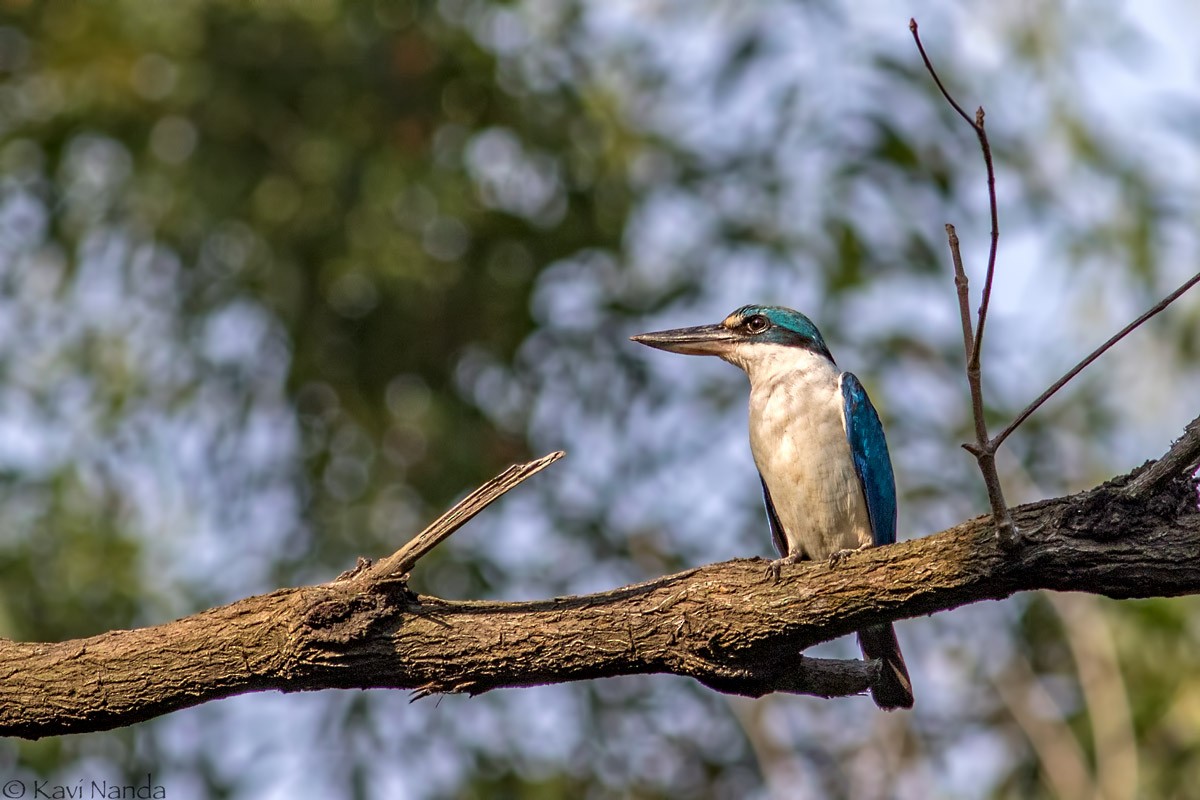 Collared Kingfisher - Kavi Nanda