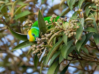 アオボウシミドリフウキンチョウ - eBird