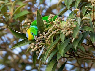 雄鳥 - Chris Wood - ML41371841