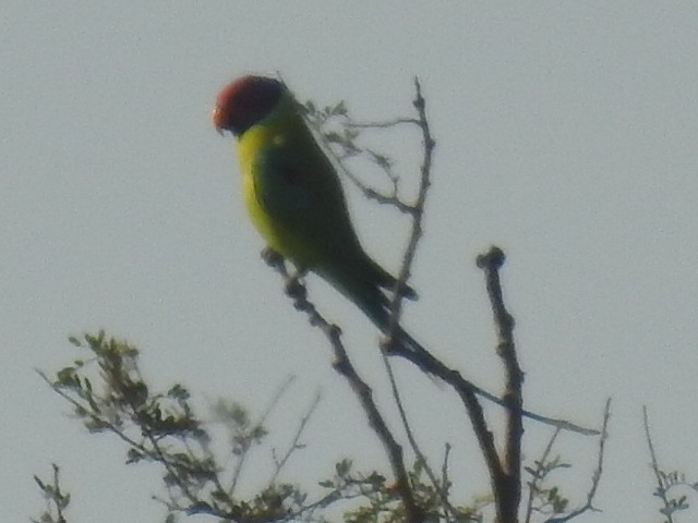 Plum-headed Parakeet - ML41372461