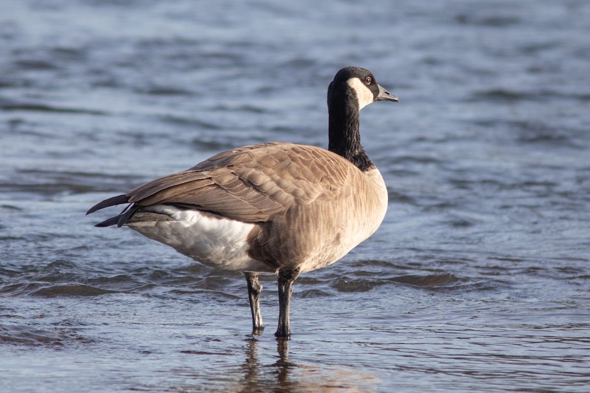 eBird Checklist 6 Feb 2022 West D Greenway & Alton Baker Eastgate