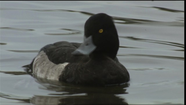 Tufted Duck - ML413728
