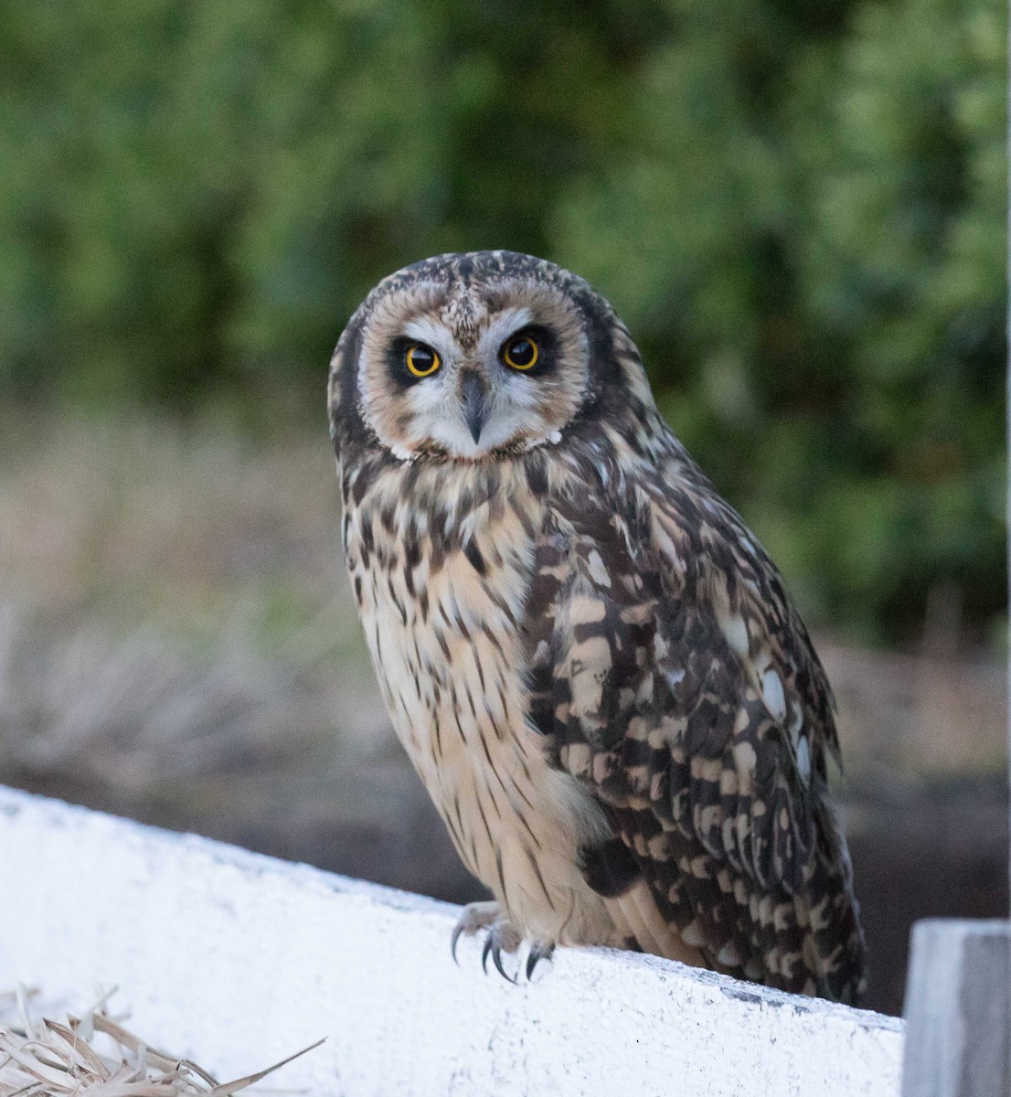 Short-eared Owl - ML413730331