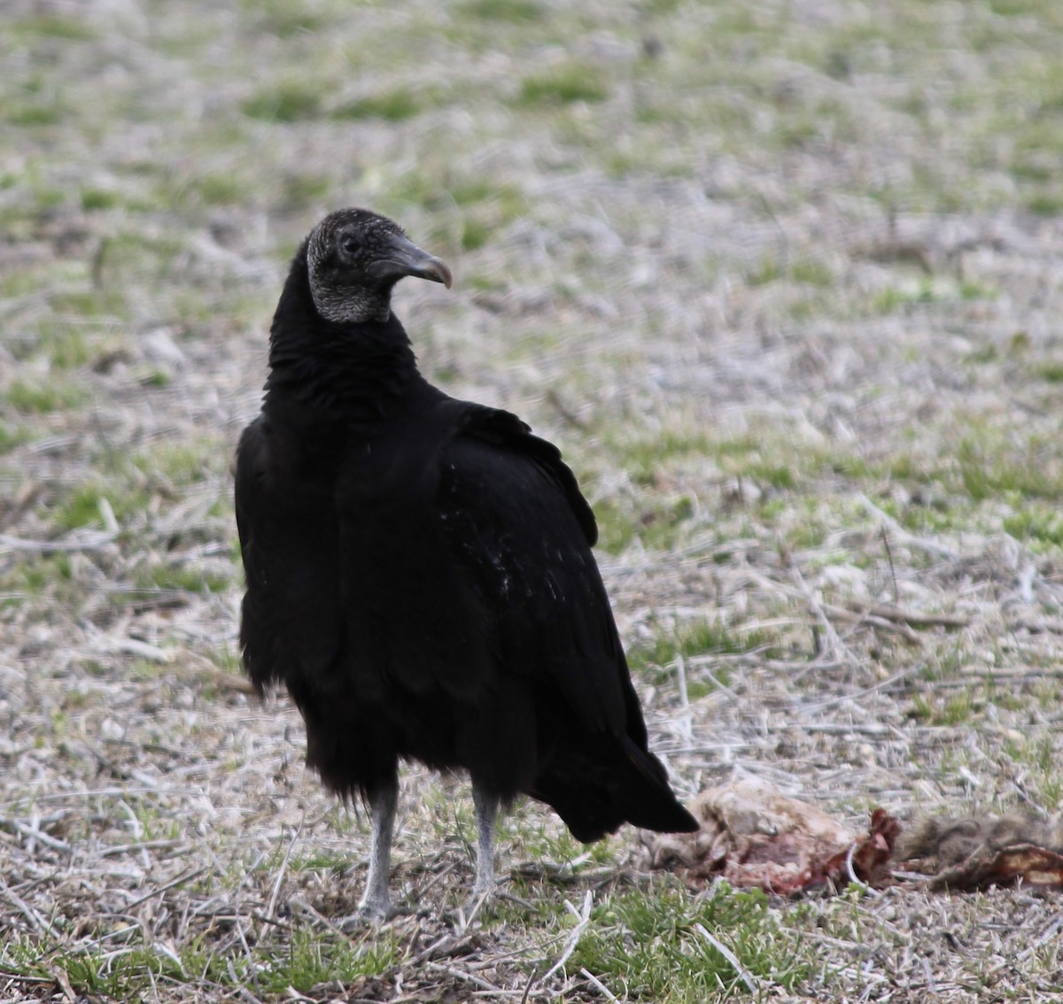Black Vulture - Adam Woodis
