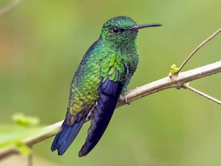  - Steely-vented Hummingbird