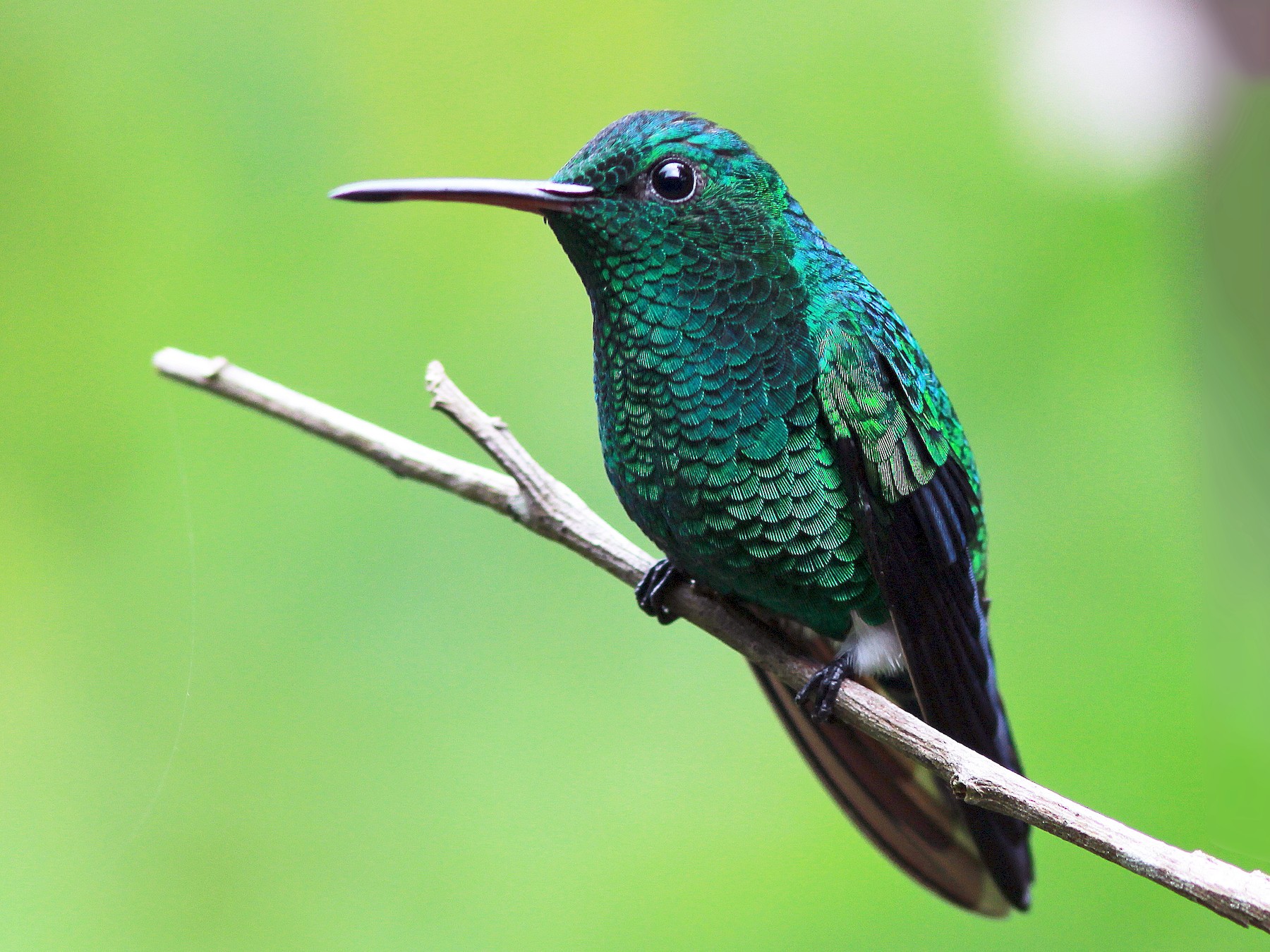 Steely-vented Hummingbird - Guy Poisson