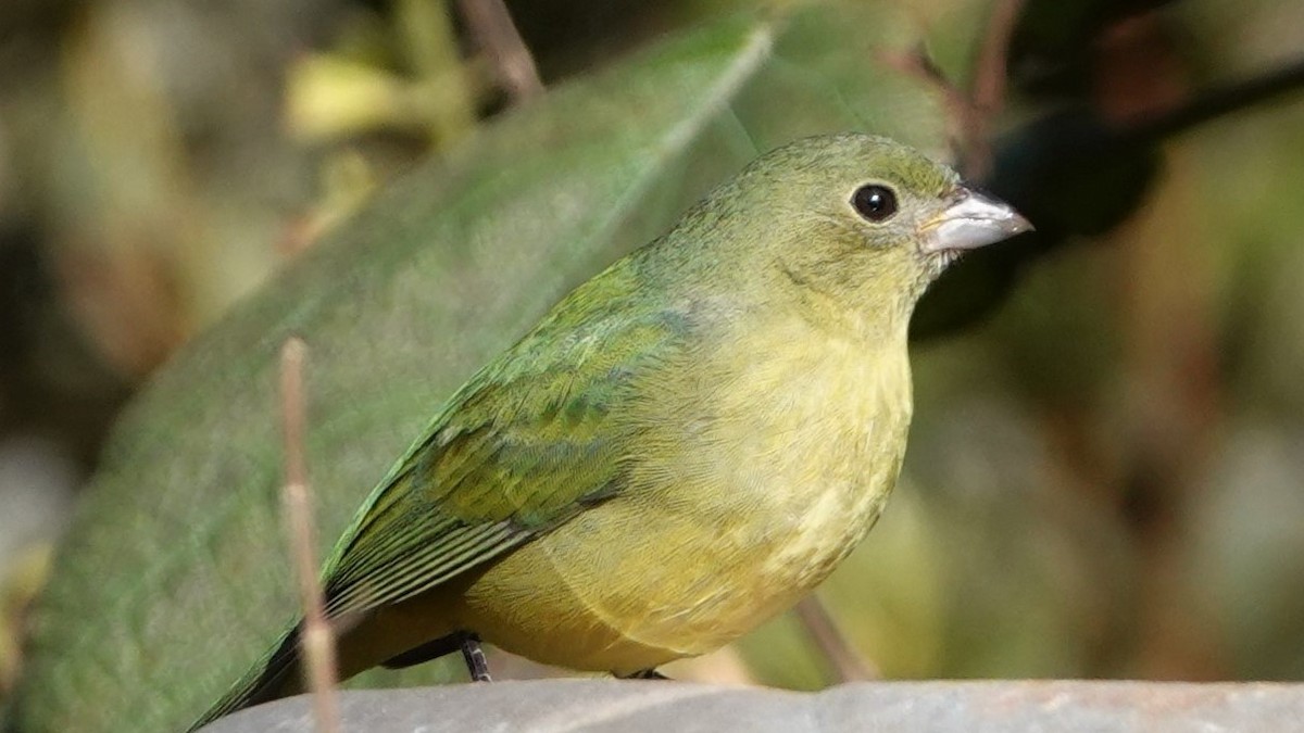 Painted Bunting - Connie Fowler