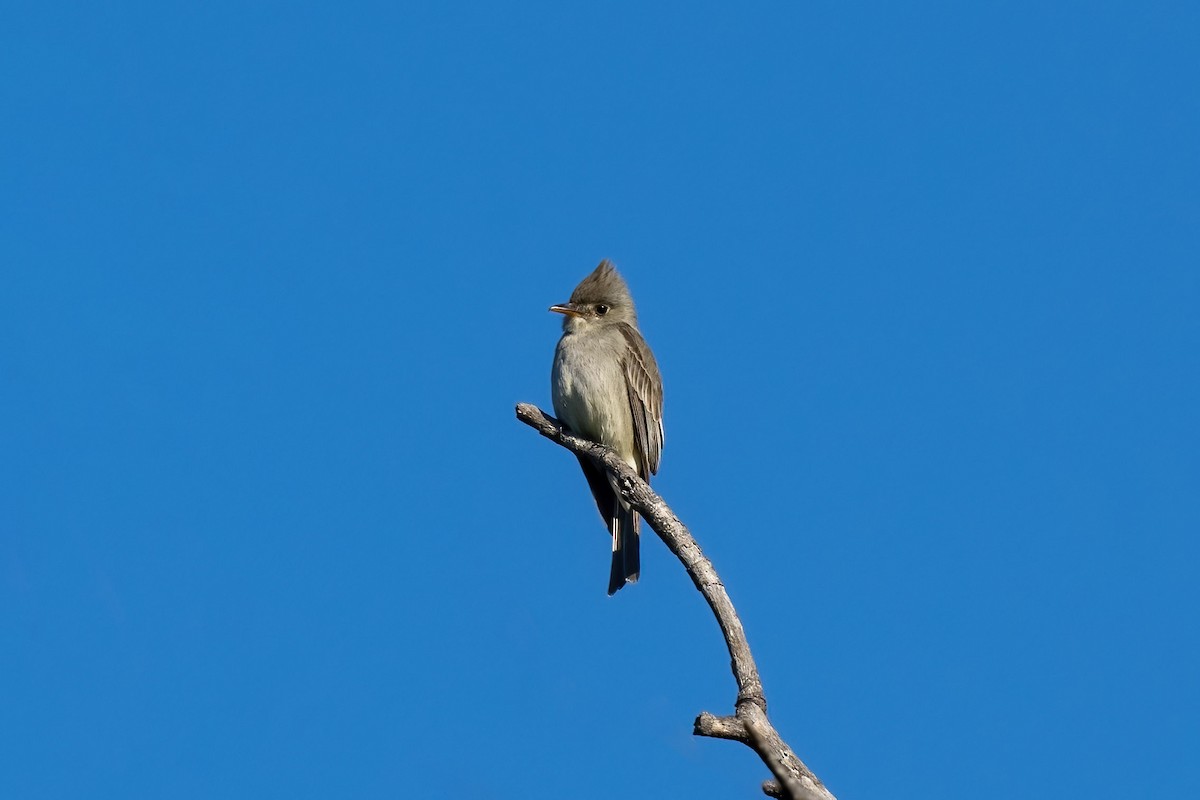 Greater Pewee - ML413738721