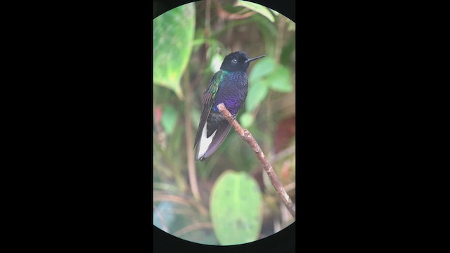 kolibřík hyacintový - ML413738941