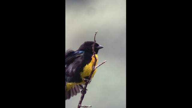 Black-and-gold Tanager - ML413739211