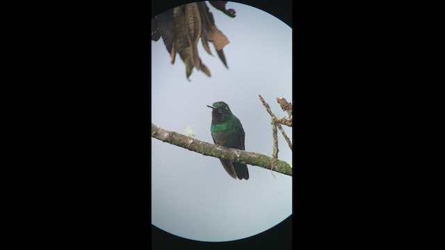 kolibřík turmalinový - ML413742421