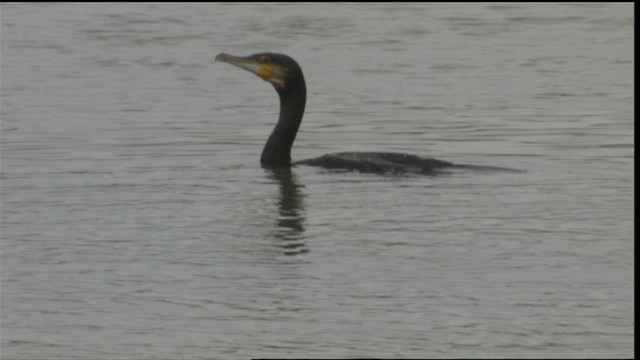  - Great Cormorant (North Atlantic)
