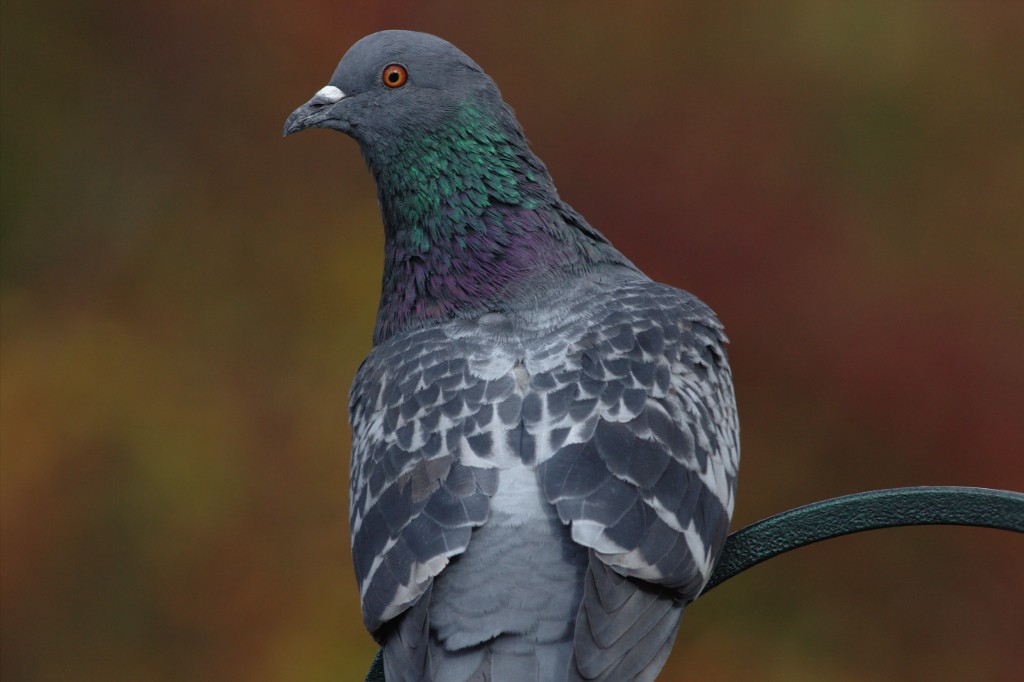 Rock Pigeon (Feral Pigeon) - Joshua Phillips