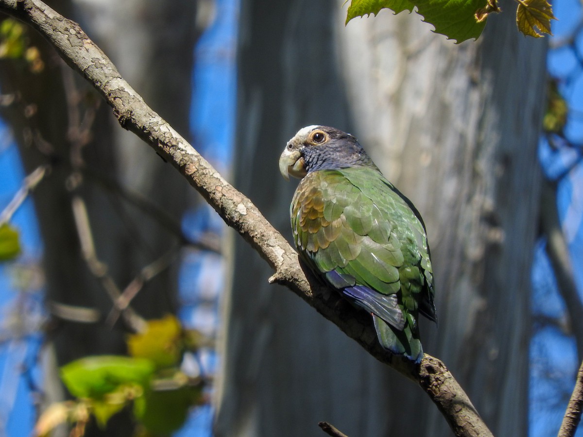 White-crowned Parrot - ML413747441