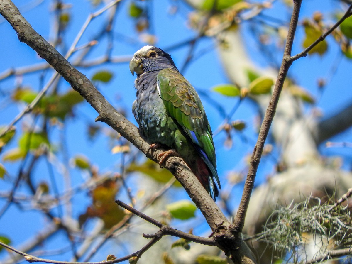White-crowned Parrot - ML413747581