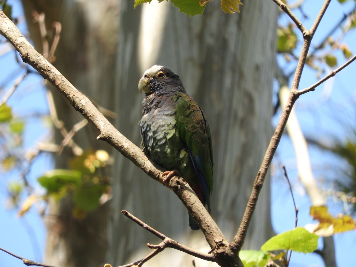 White-crowned Parrot - ML413748491
