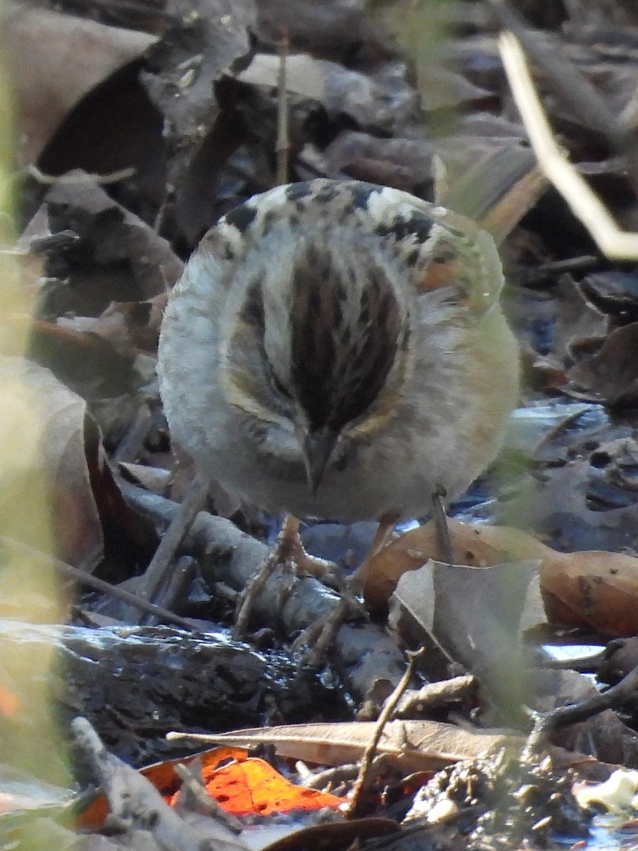 Swamp Sparrow - ML413749171