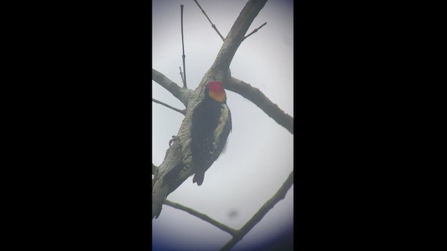 Beautiful Woodpecker - ML413752431
