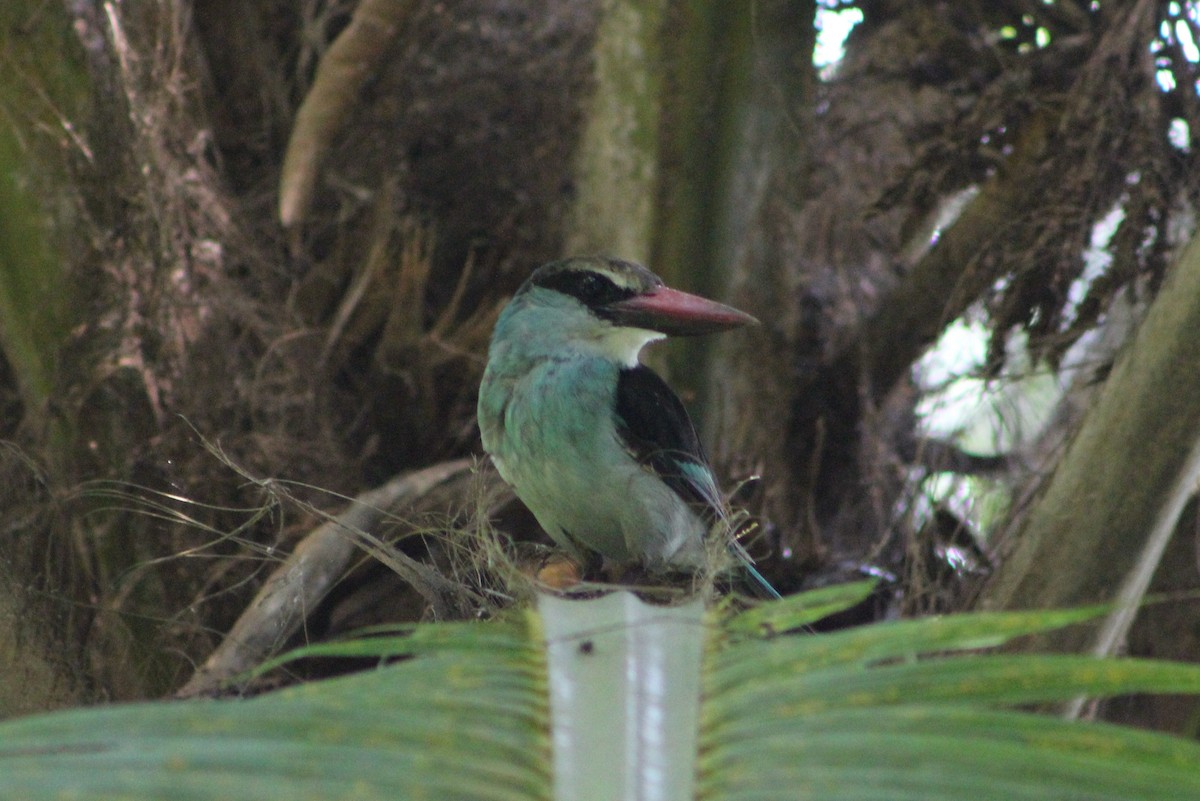 Blue-breasted Kingfisher - ML41375271