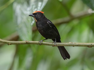  - Flame-crested Tanager