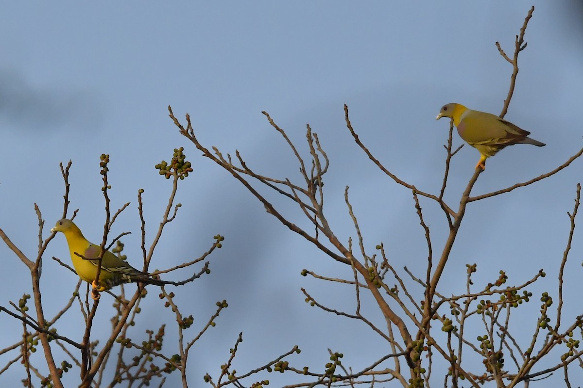 Yellow-footed Green-Pigeon - Sriram Reddy