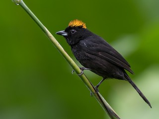  - Tawny-crested Tanager