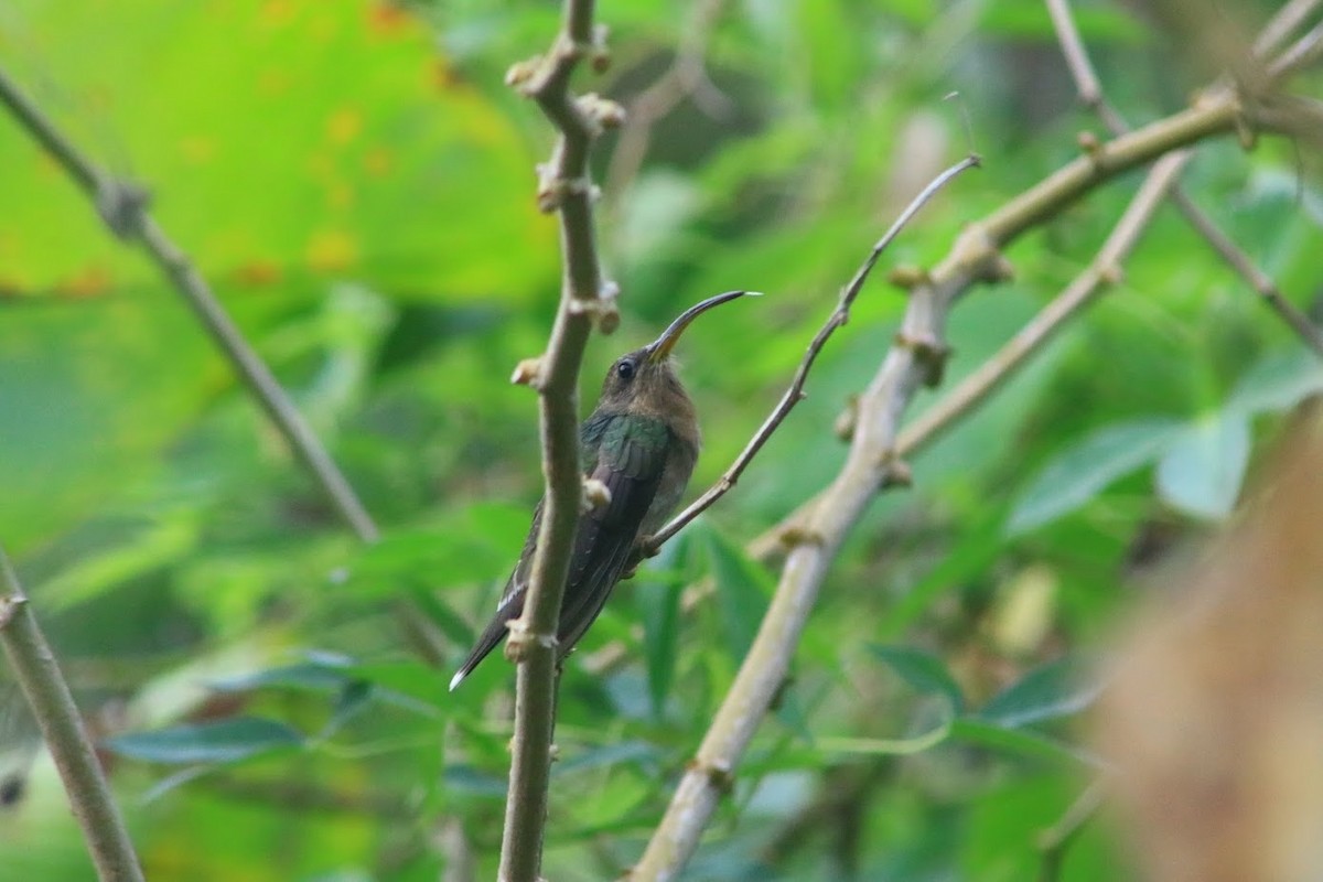 Rufous-breasted Hermit - ML413774761