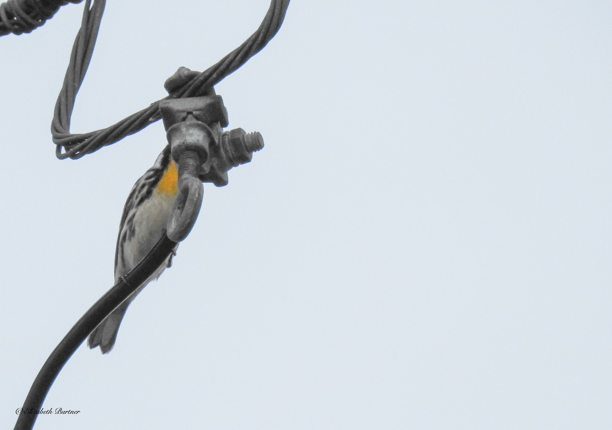 Yellow-throated Warbler - ML413775841
