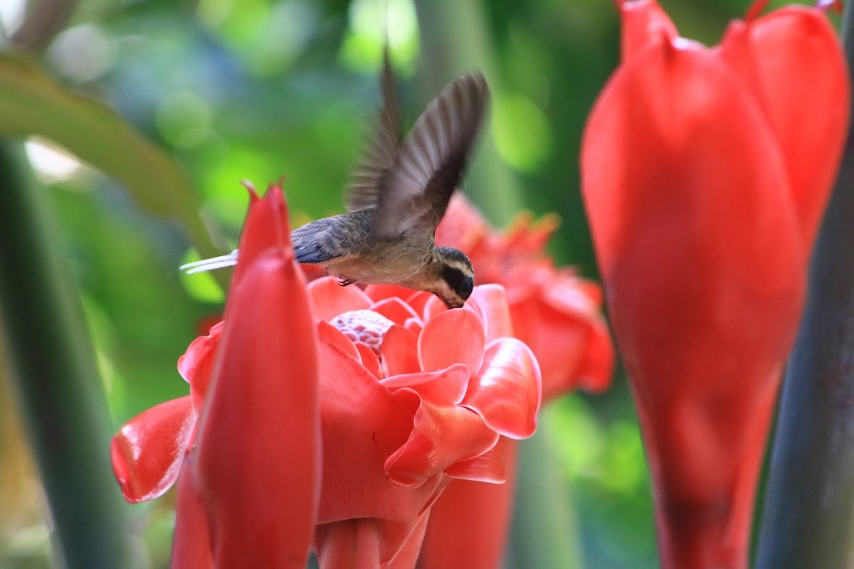 Светлобрюхий колибри-отшельник - ML413775921
