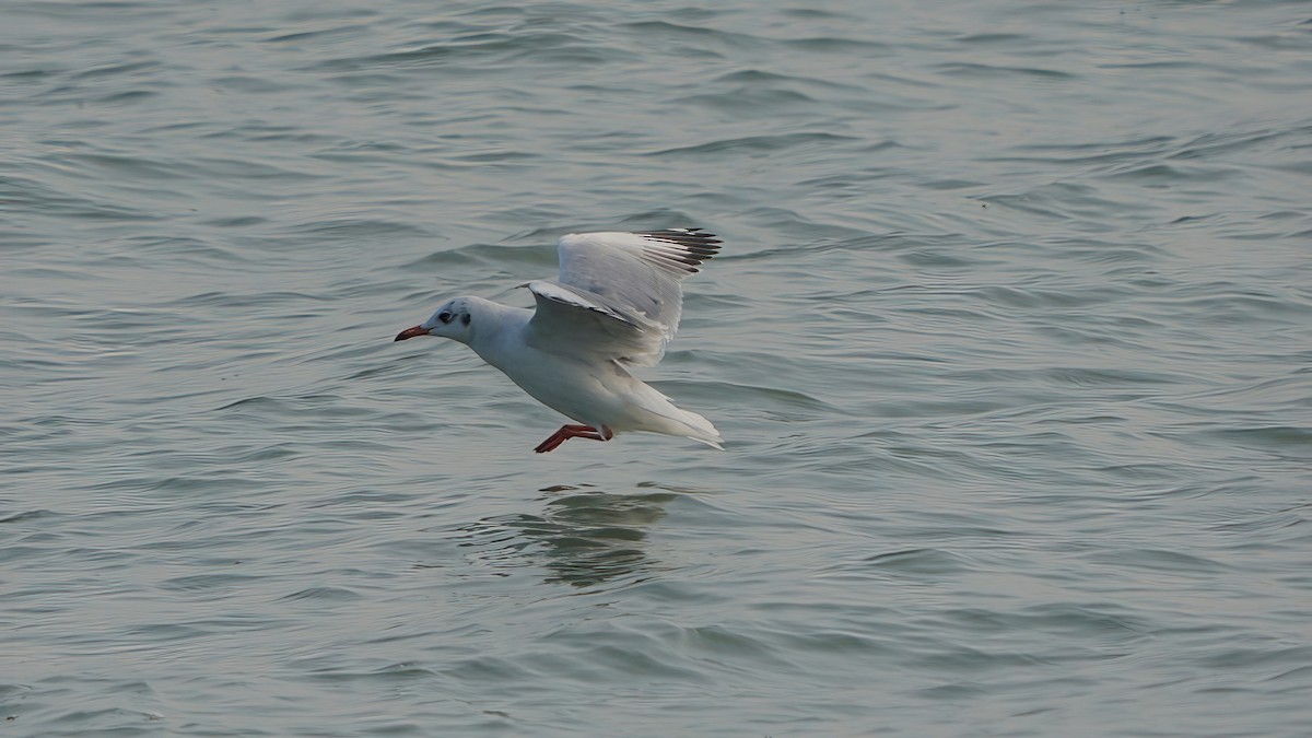Brown-headed Gull - Kunal Chakravertti